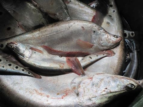 mamali fish
